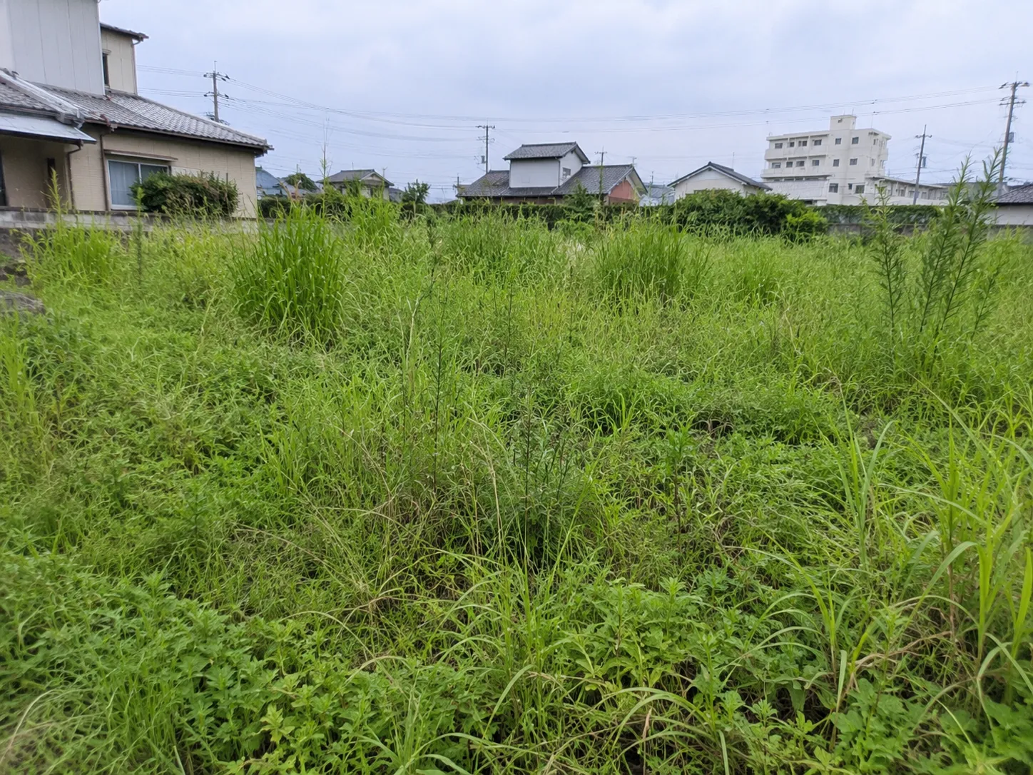 【空き地オーナー必見】新潟市で草刈り管理が必要な理由とは？